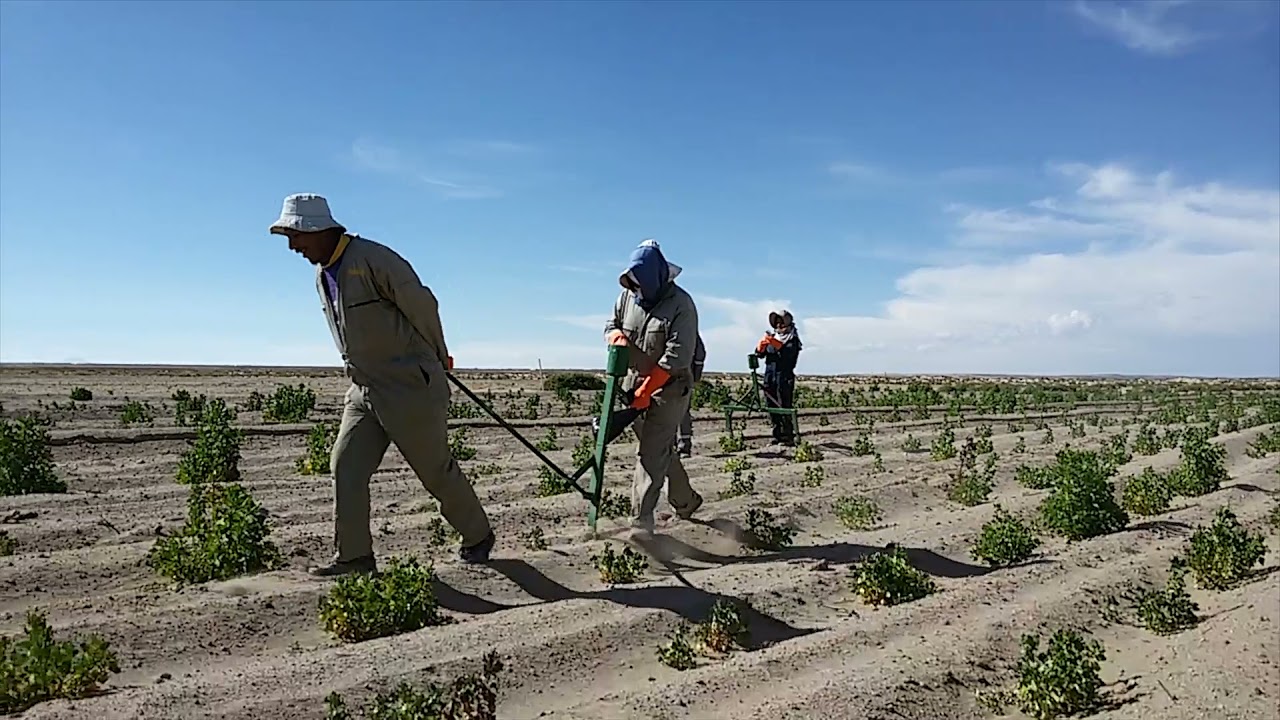 Recuperación de los agroecosistemas de quinua en el altiplano sur de Bolivia