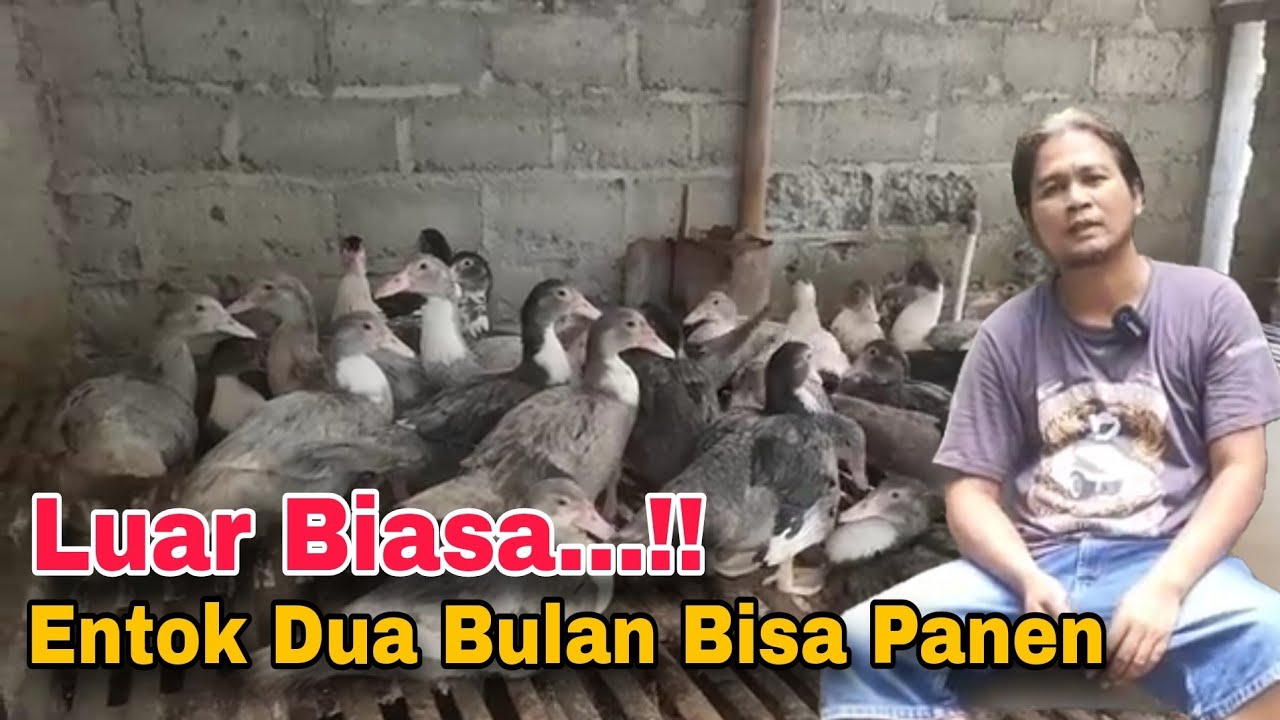 Ternak Entok Dua Bulan Bisa Panen