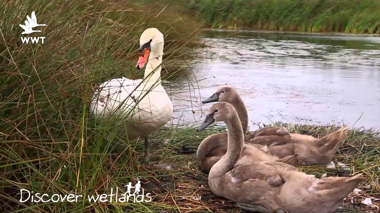 WWT Llanelli - discover wetlands