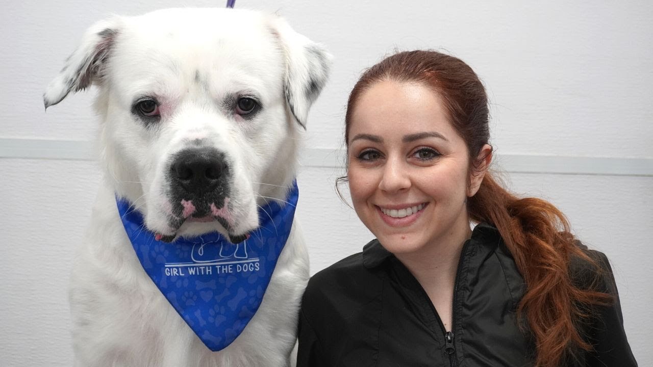No one would touch this DOGO ARGENTINO