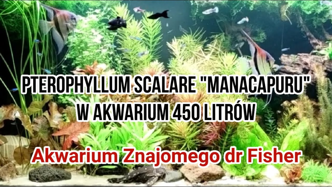 Pterophyllum Scalare 