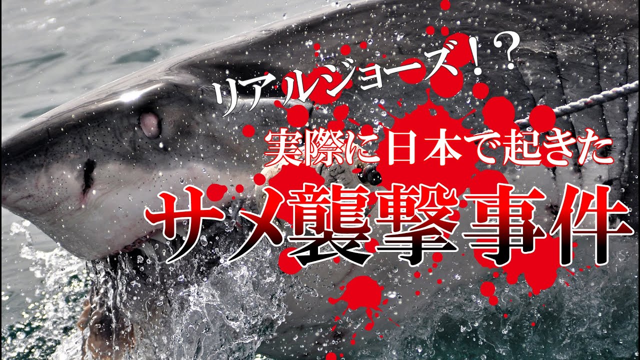日本で起こってしまったサメによる被害を解説【人喰いザメ】【巨大ザメ】【シャークアタック】