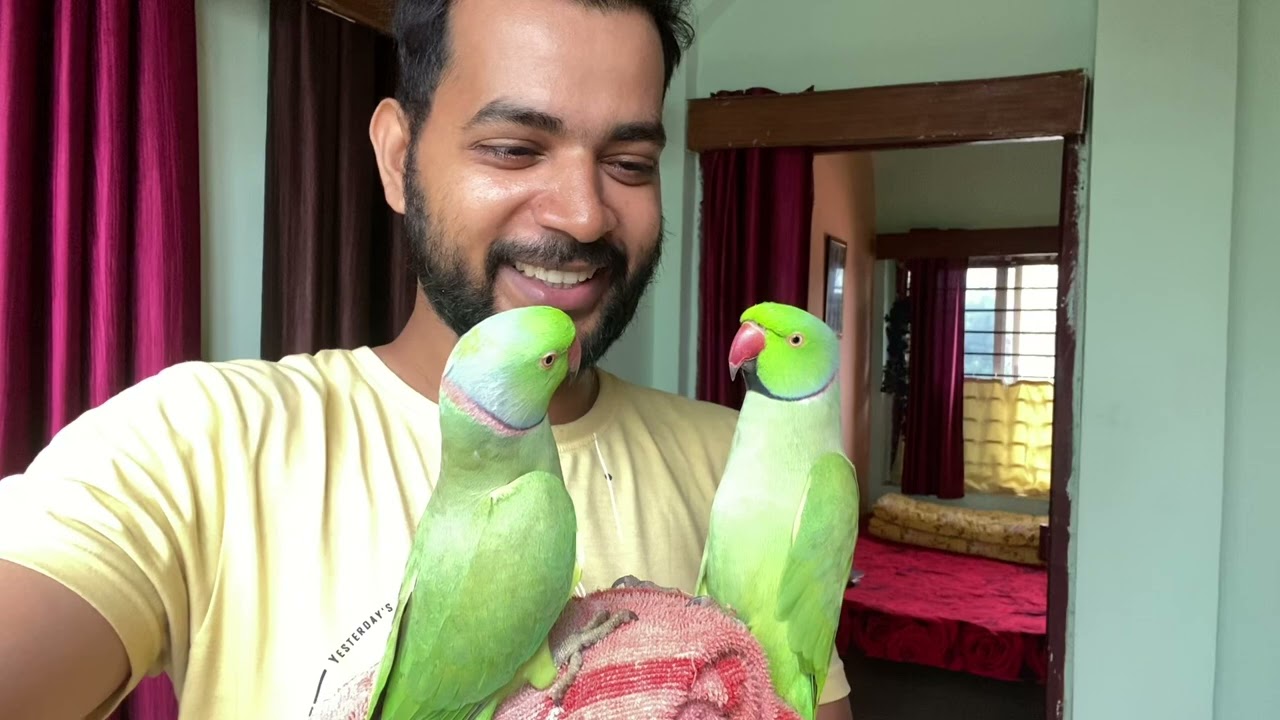 Parrot ko kya khilna sahi rahega barish me ?? || Talking parrot Mitthuwa