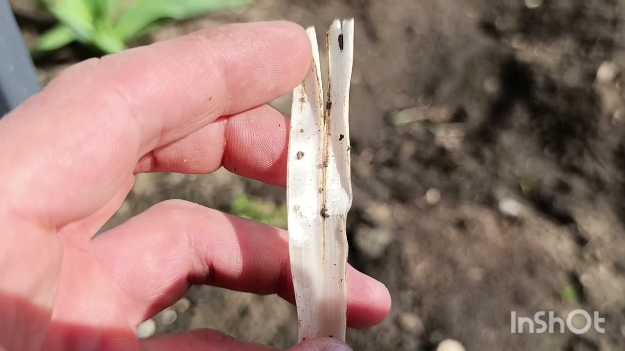 Чеснок на 4 Апреля,Срочно работаем инсектицидом.