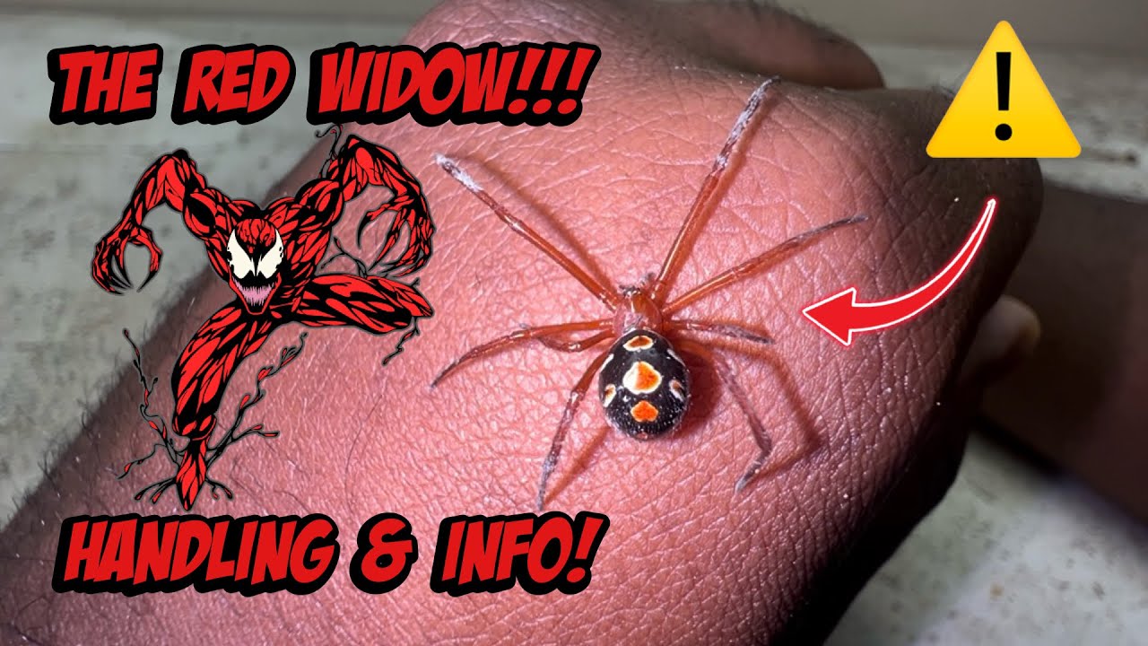 The Red Widow: Handling & Info! (Latrodectus bishopi)
