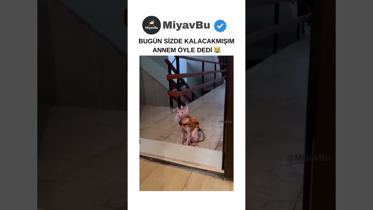 Kedi MUTLU Olmuş GELDİĞİNE 😂 #cats #kedi #catshorts #cat #kedivideoları #shorts #cats #keşfet
