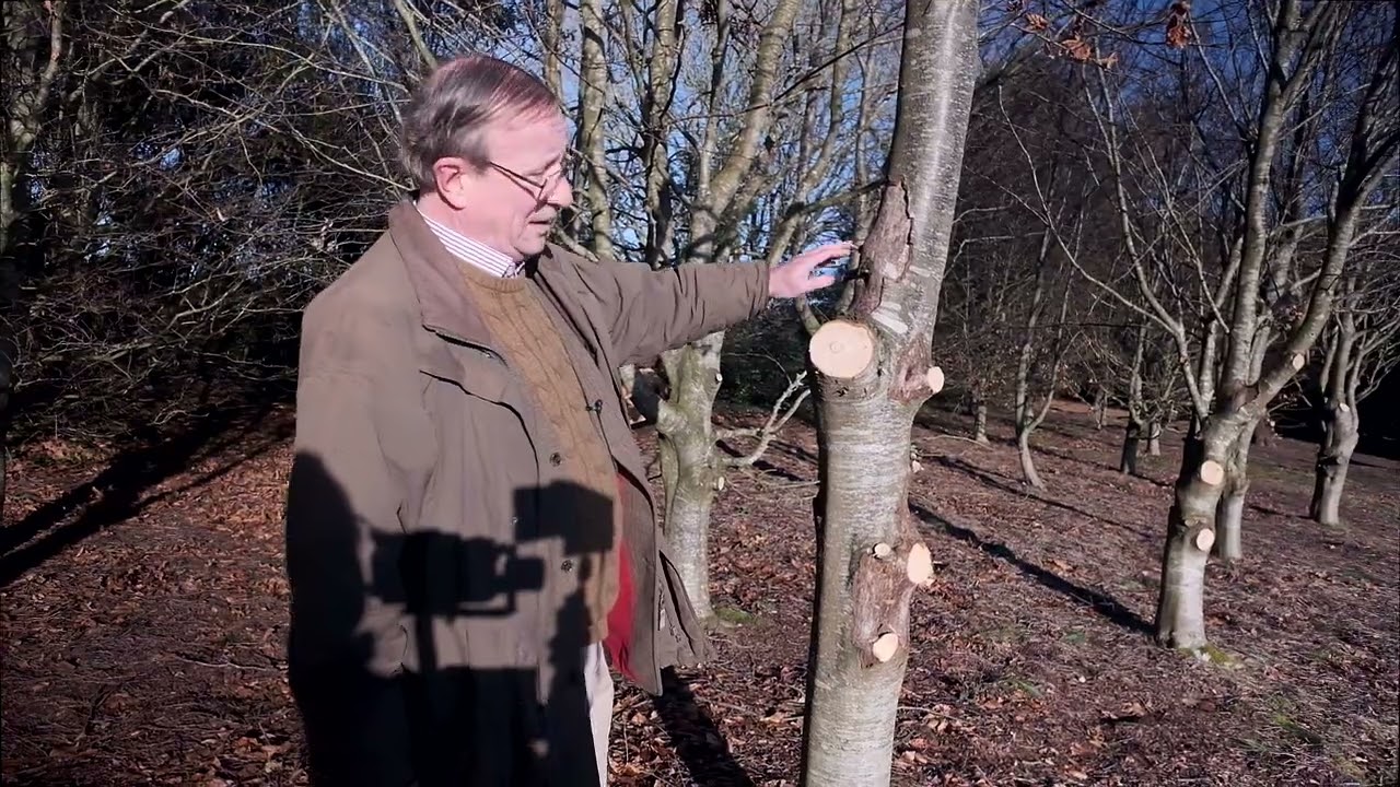 Thinning and pruning a beech windbreak hedge with squirrel damage