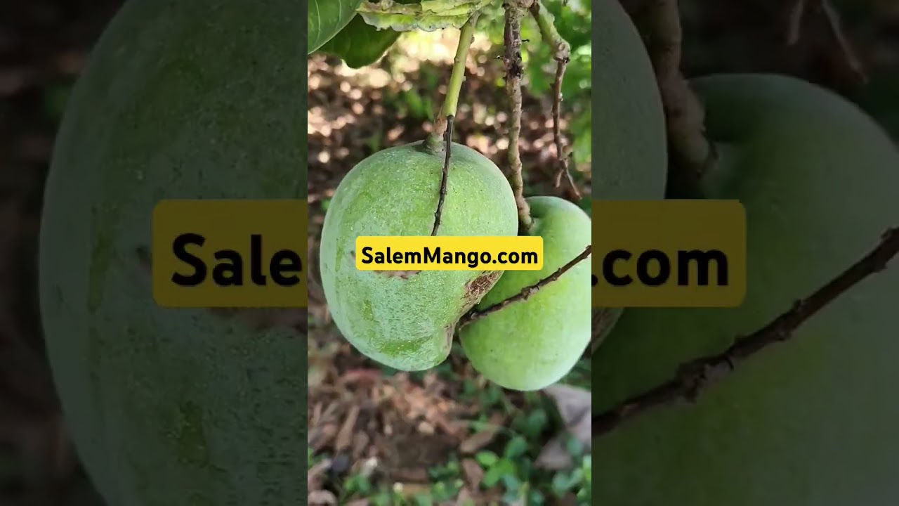 Rare Mango harvesting #salemmango #farming #mangovarieties #mangocrop