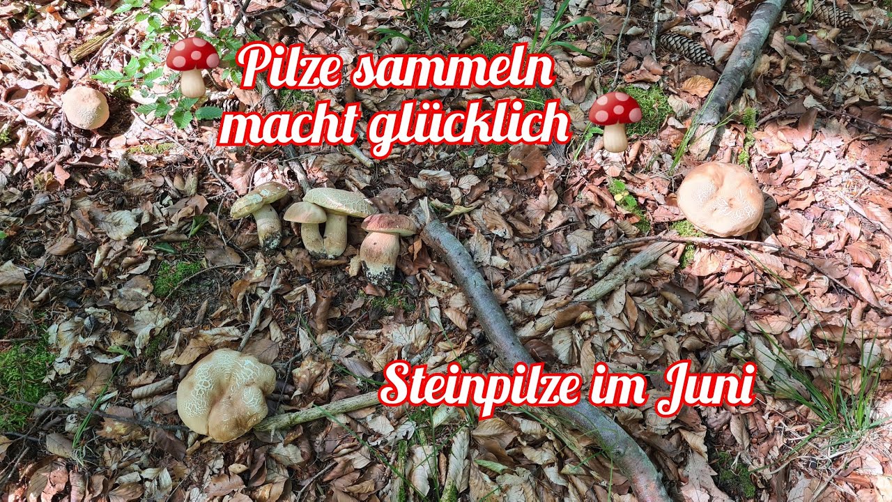 Pilzsammler im Glück - Steinpilze im Juni 2023