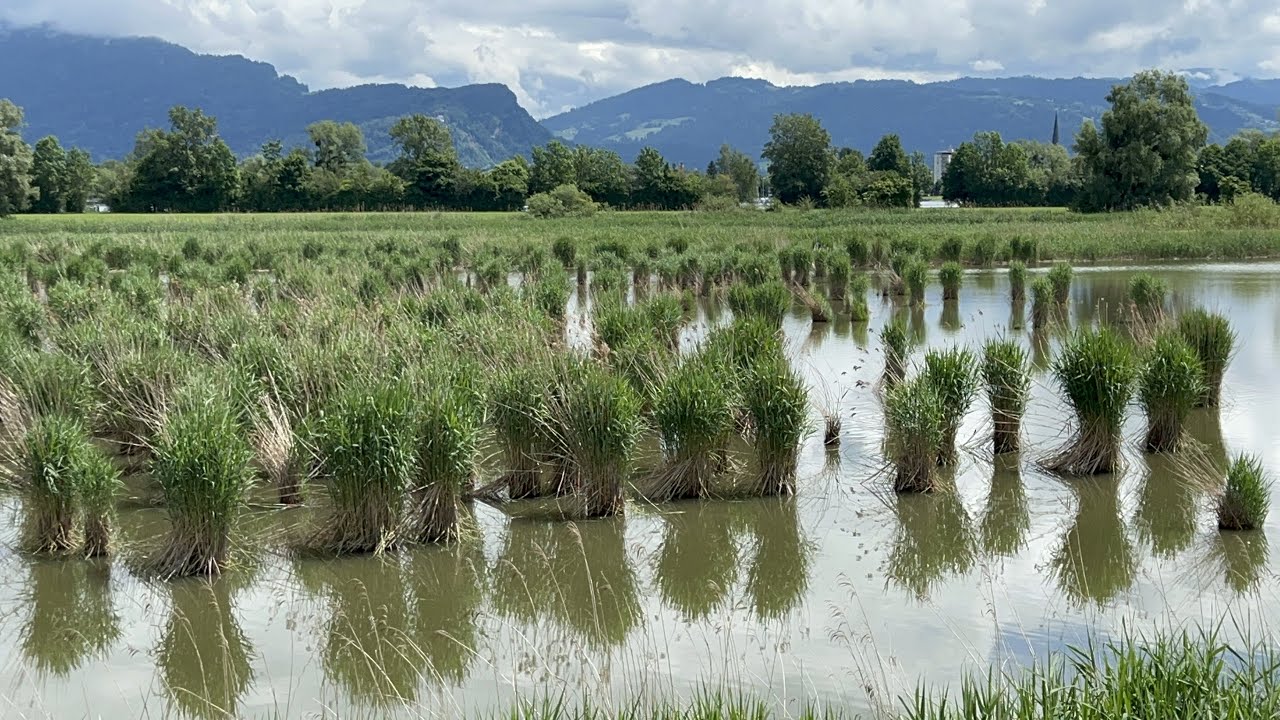 Bodensee - Hard bei Bregenz [Schleienlöcher] (25. Mai 2022)