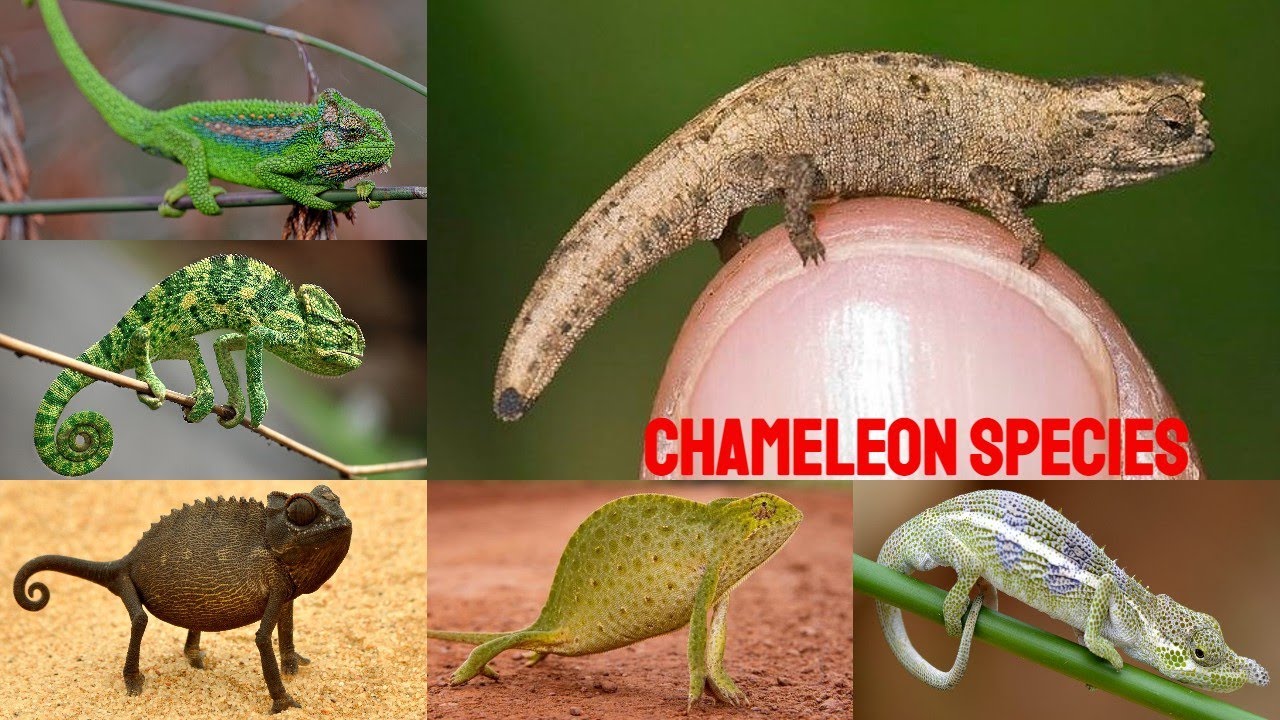 All Chameleon species/types of chameleon / 250 chameleon species/ complete list of chameleon species