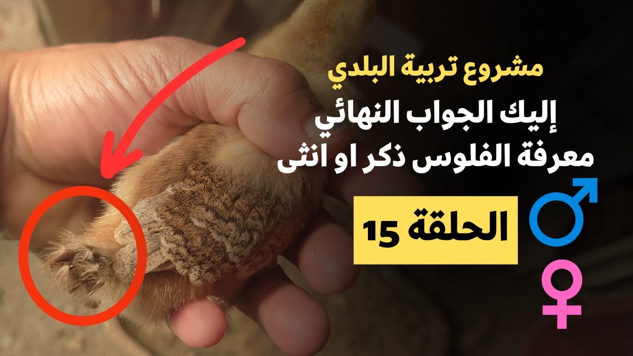 تربية الدجاج البلدي في المنزل - حلقة15 - كيفاش نعرف الفلوس واش ذكر او أنثى ♂️♀️- ديك أو دجاجة ❓