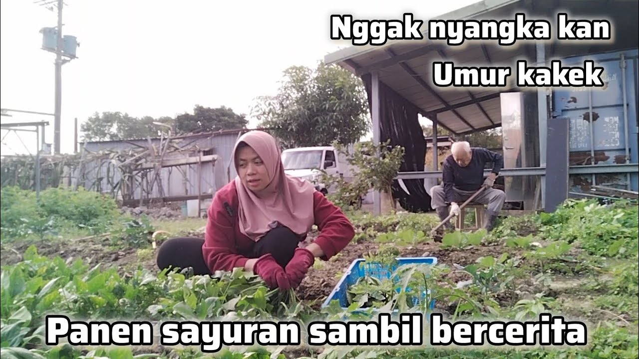 NGGAK NYANGKA KAN‼️ PANEN SAYURAN SAMBIL BERCERITA 