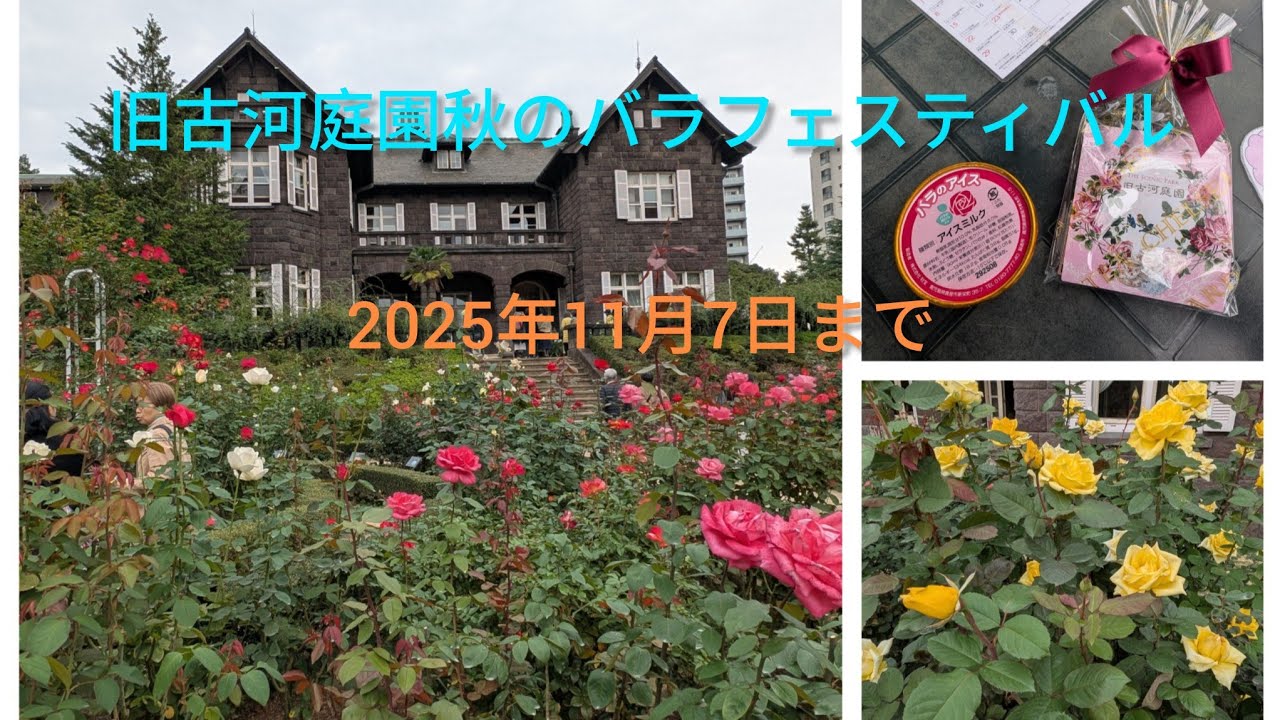  旧古河庭園バラフェスティバル 2025年10月31日