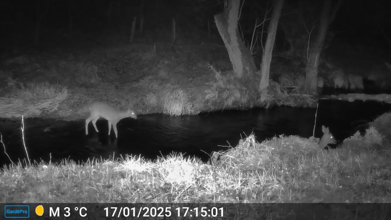 Calm Crossing Of A Scottish Burn   #roedeer #naturewatch #wildlife #deercam #shortvideo 