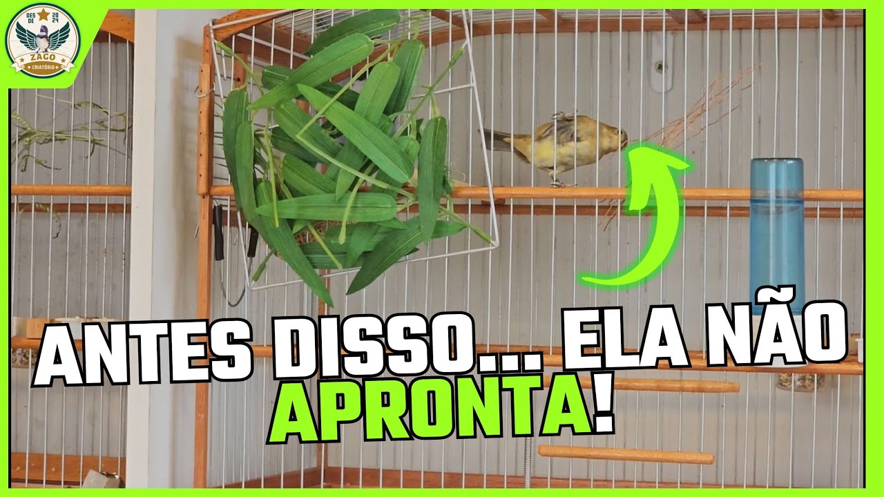 Você Só Percebe Que Sua Fêmea de Coleiro e Papa Capim Vai Aprontar Quando Esses Sinais Aparecem…