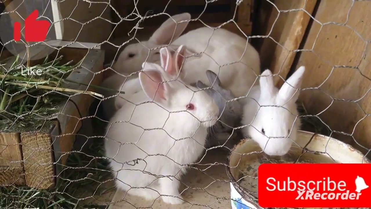 CONEJITOS CALIFORNIA SIAMES 