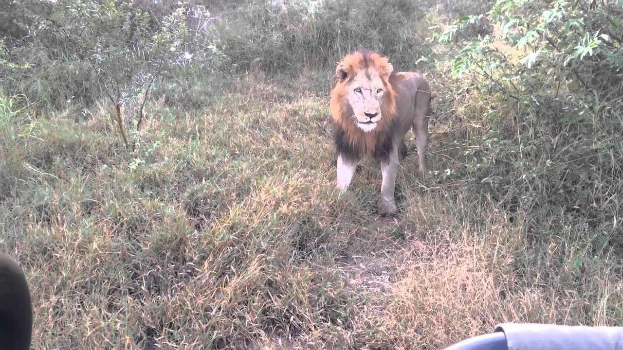 Lion Jump