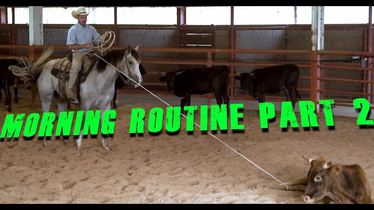 My Morning Routine Part 2 - Checking Cattle, Working My Horse And My Dogs # border collie # horses