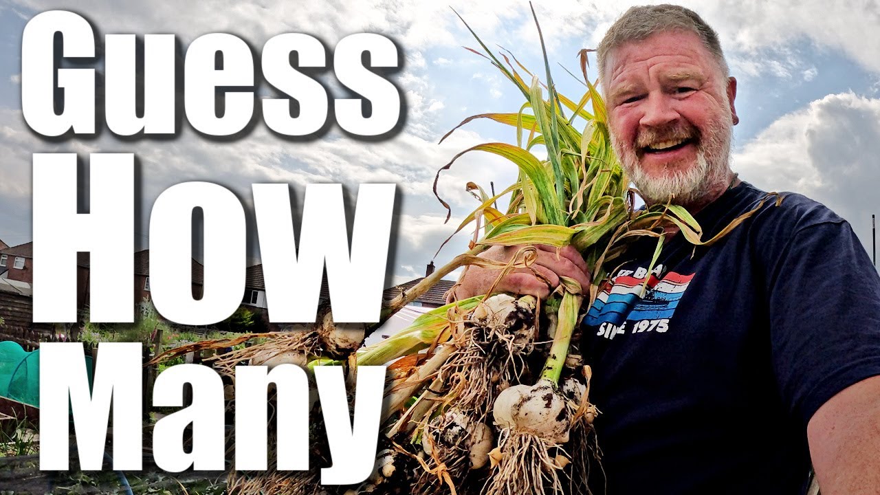 Guess How Many Onions I Lost | Allotment Gardening With Tony