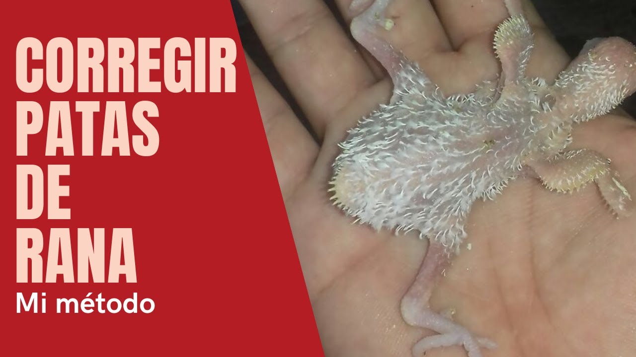 [TUTORIAL] Cómo corregir un pollo con patas de rana/patas abiertas.