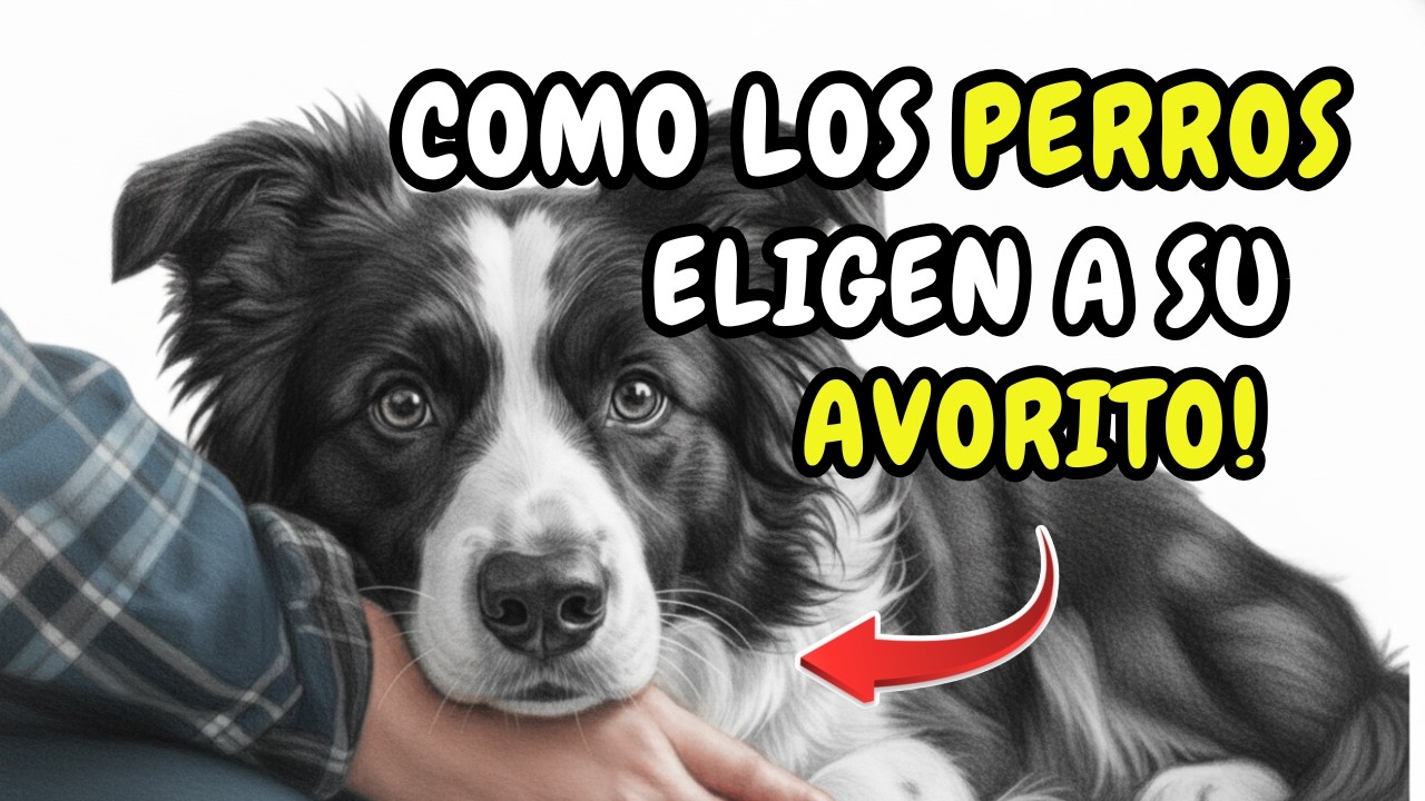 Por qué los perros te eligen como su persona favorita Es sorprendente