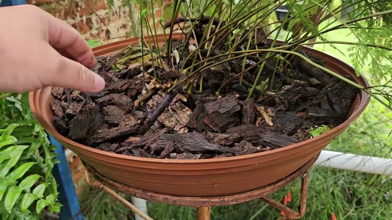 Como plantar e cuidar de renda portuguesa  