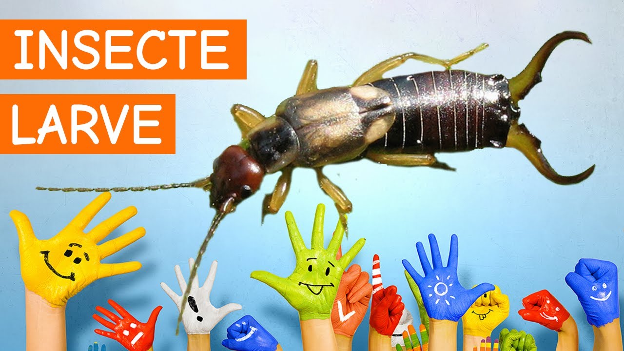 Copiii invata insecte, larve si viermi - 2/2