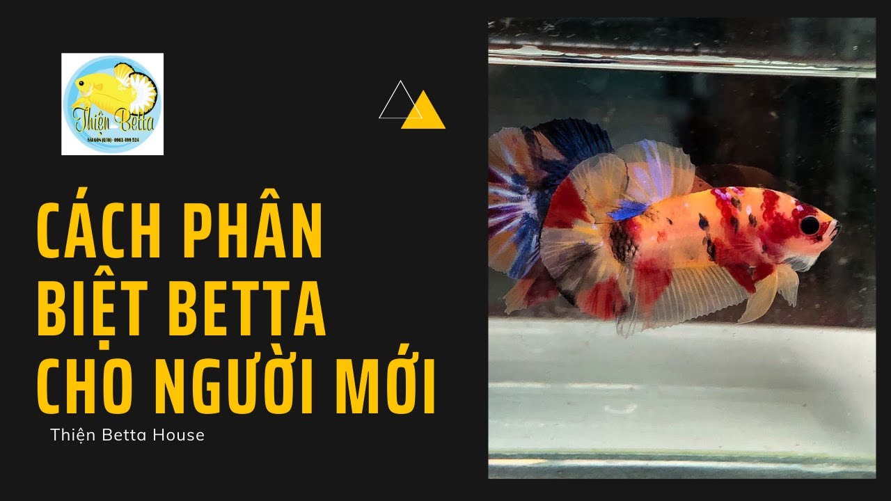 Phân Biệt và tên gọi của các dòng cá cảnh Betta #1  | Thiện Betta House