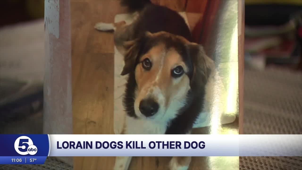 Man faces charges after dogs attacked 4-year-old, killed family's dog