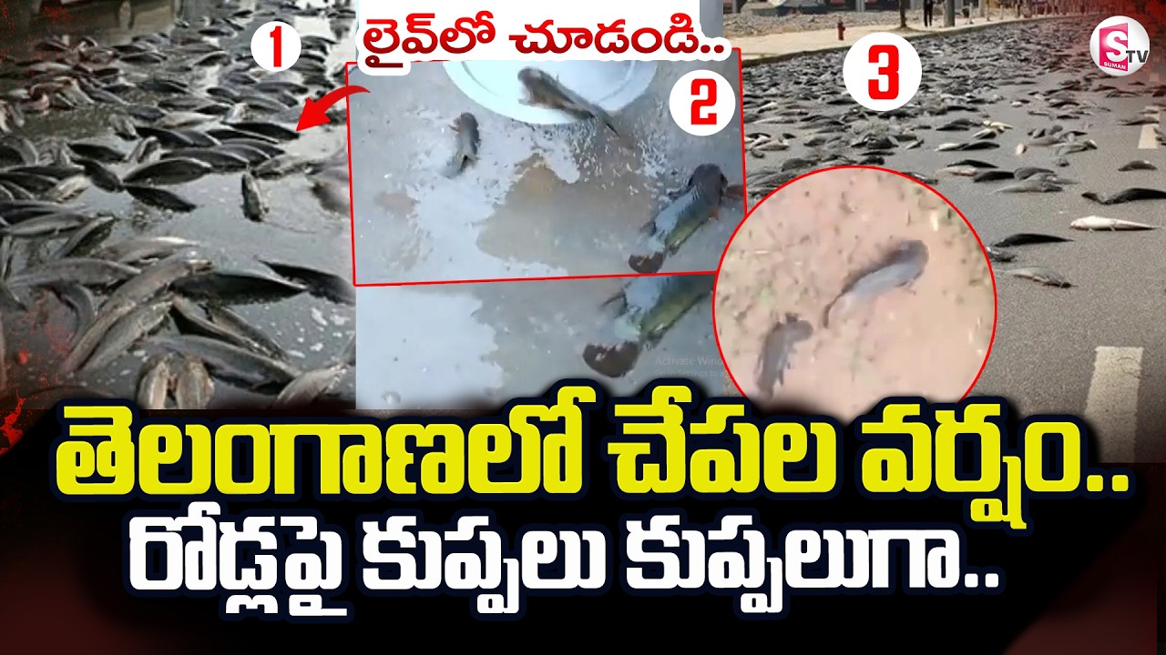 Fish Rain In kaleshwaram | తెలంగాణలో చేపల వర్షం..| Telangana | SumanTV Sai
