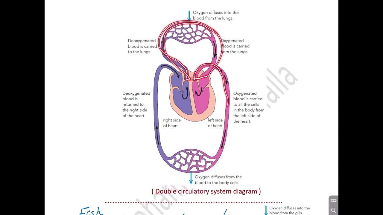 Part 1 -Circulatory system - Biology IGCSE Cambridge  O level Dr. Mohamed Abou Elalla  +201070207997