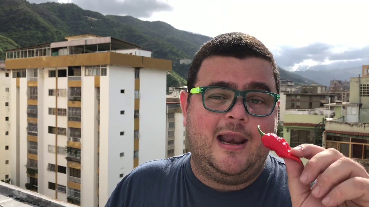 Ají Naga Jolokia , cultivo en Maceta y mas datos. El mas picante del mundo NO GMO. La Huerta de Boni