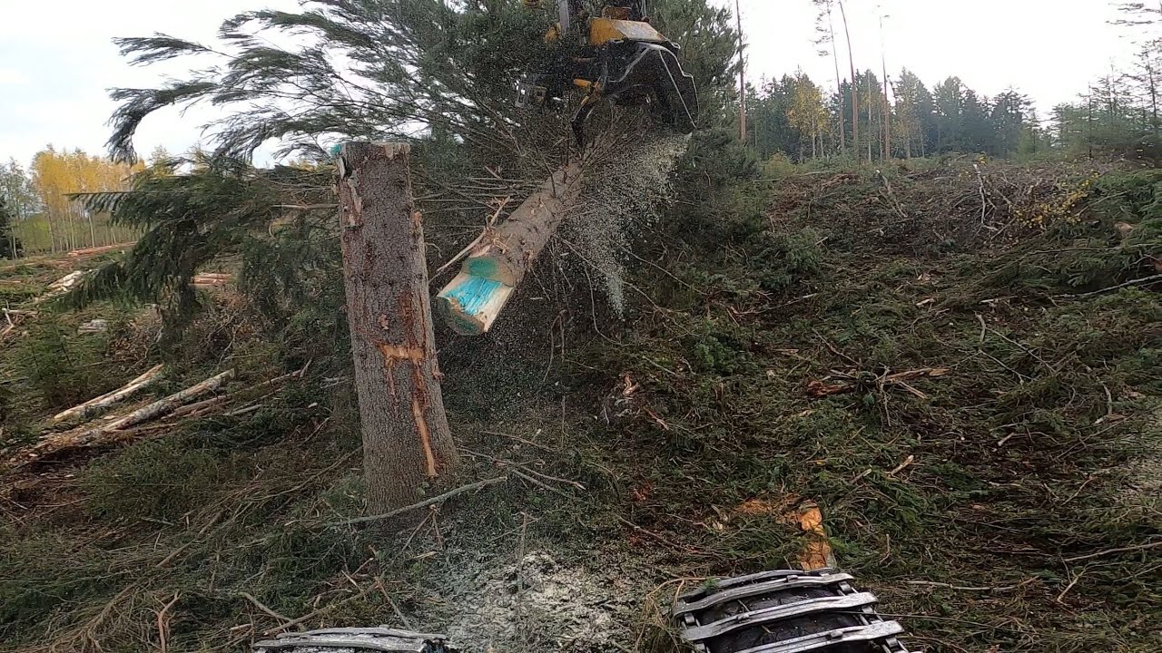 Avohakkuu savotta lopuillaan ja melkein liian suuri kuusi viimeisenä. Ponsse Scorpion King H7.