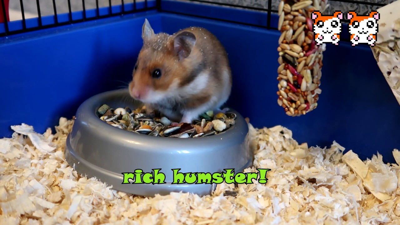 My funny pet - HAMSTER