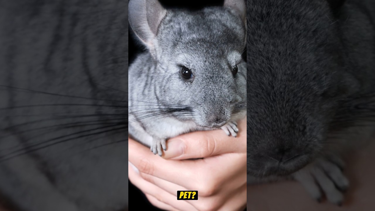 Why is a Chinchilla one alternative animal to have as a pet?