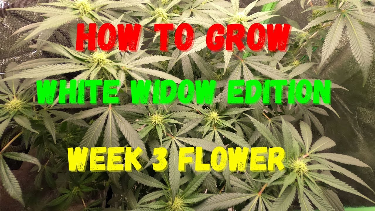 How to Grow| White Widow Edition| Week 3 of Flower