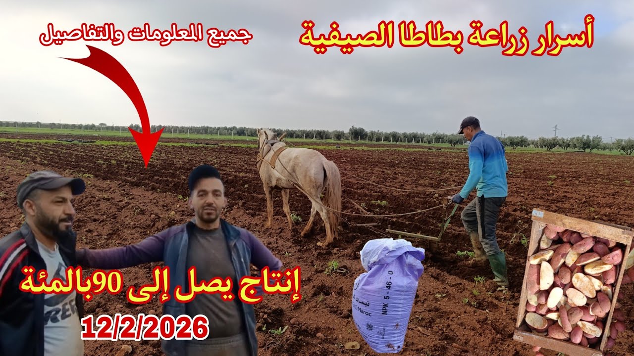 أساسيات نجاح زراعة  البطاطس الصيفية في ظل الظروف المناخية الحالية جميع المعلومات والتفاصيل ...