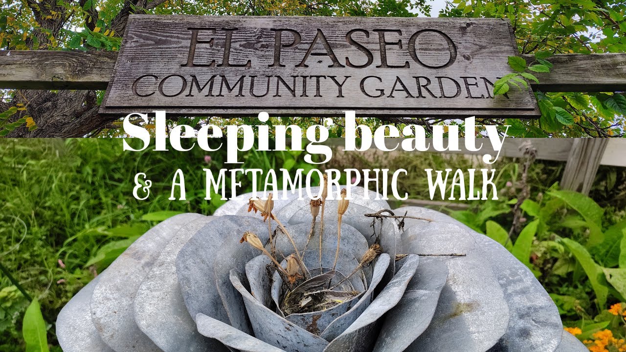 A walk through nature for some soul healing