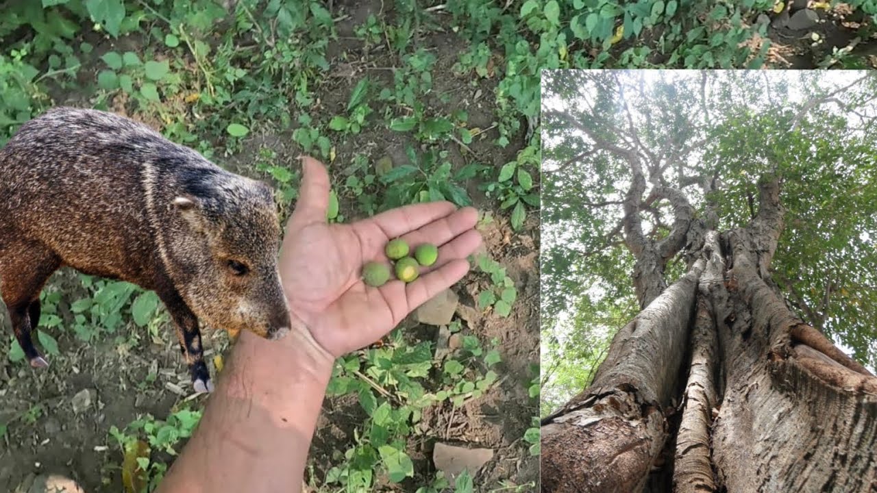 ‼️En busca del jabalí 🐗 primer cacería en el árbol de mojo o ujes‼️aventura …..