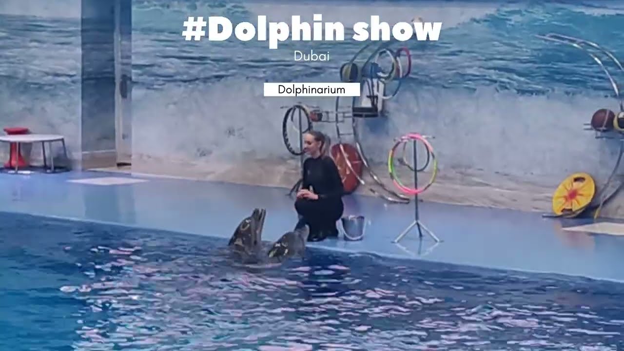 Dubai Dolphin show | Dubai Dolphinarium- Dolphin & Seal Show 🐬