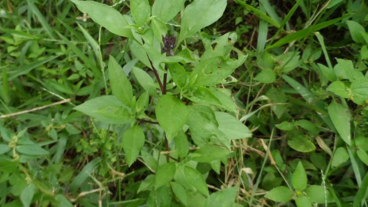 13 most common herbs in Ghana