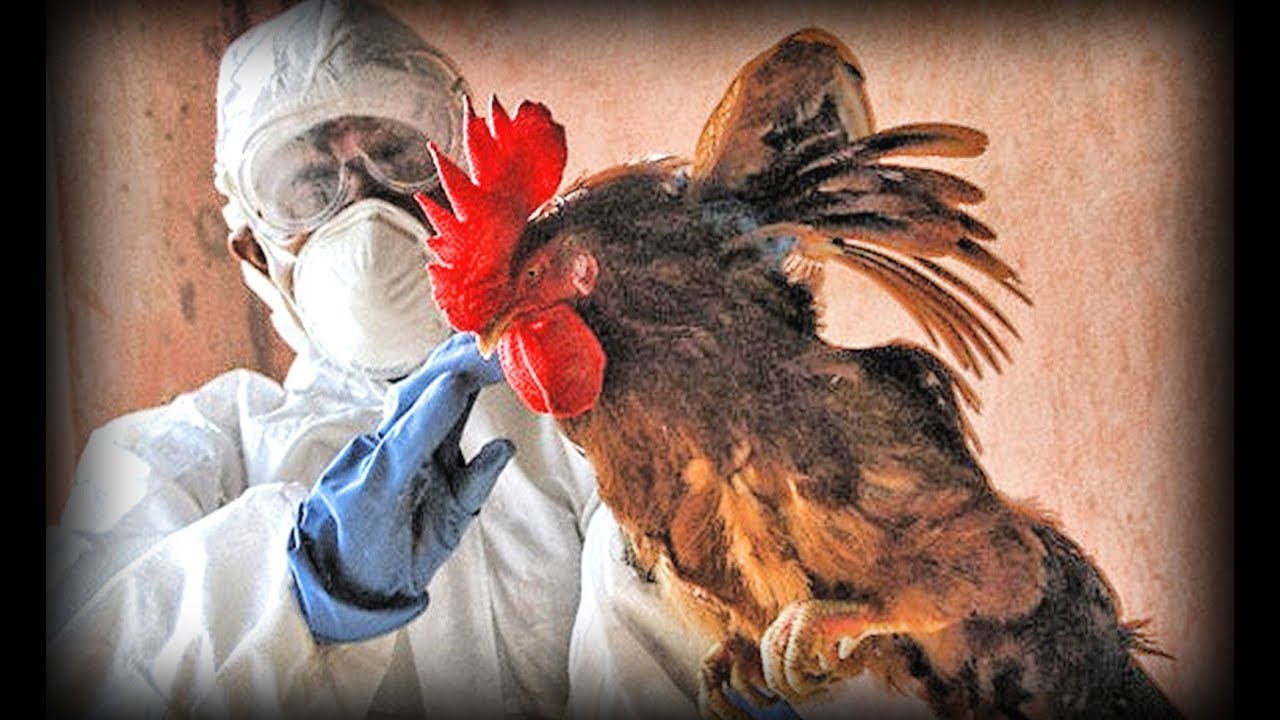 Avian Flu (full documentary)