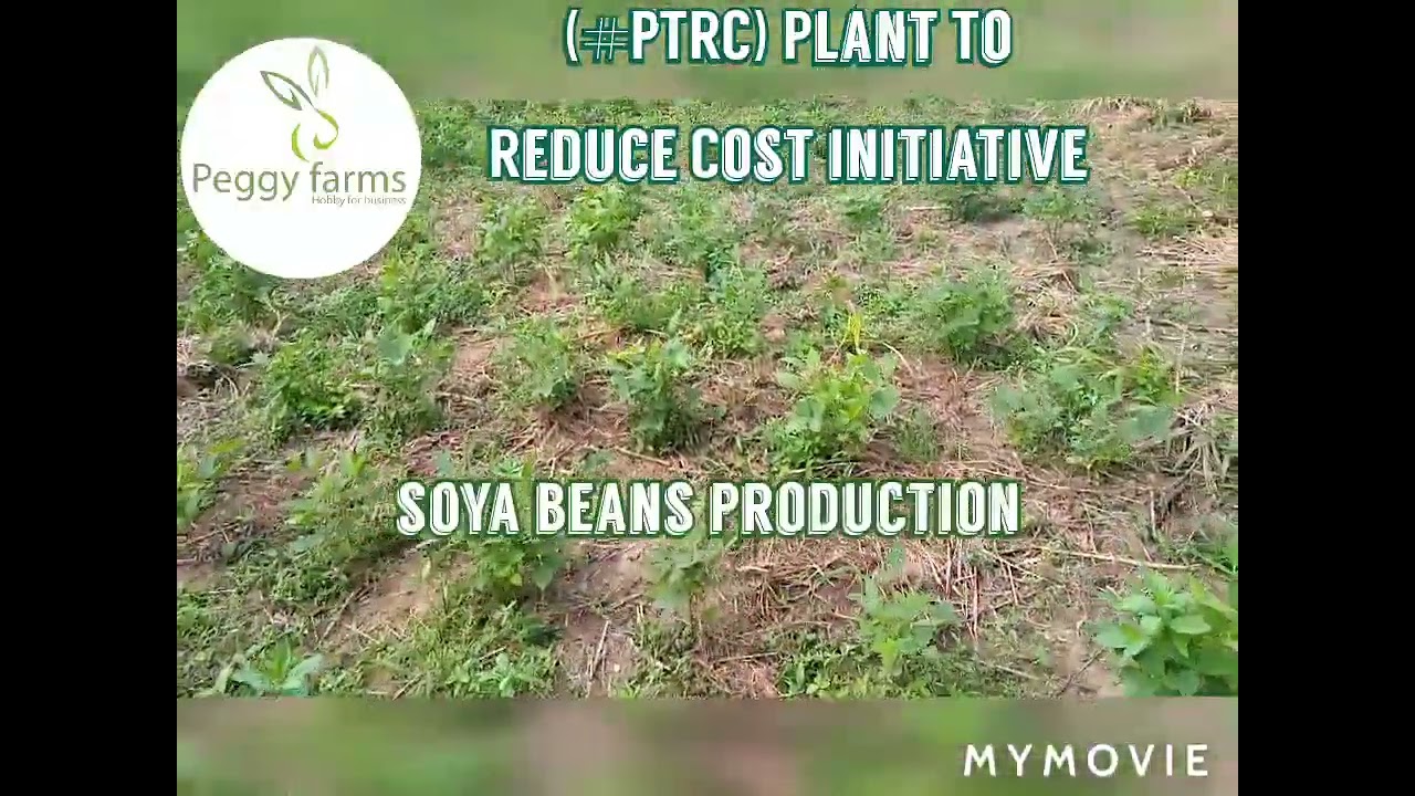How we reduce the cost of feeding at the farm (#PTRC)