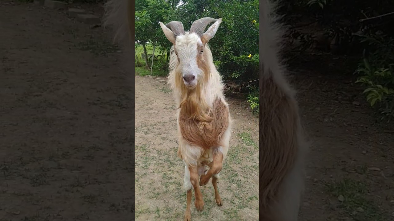 #kanding #kambing #viralvideo #viralshorts