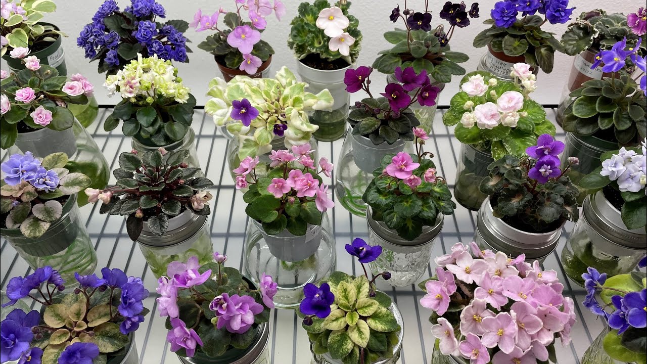 African Violets Blooming in May 2022 - Part 2 - Miniatures, Semiminiatures, and a few Standards