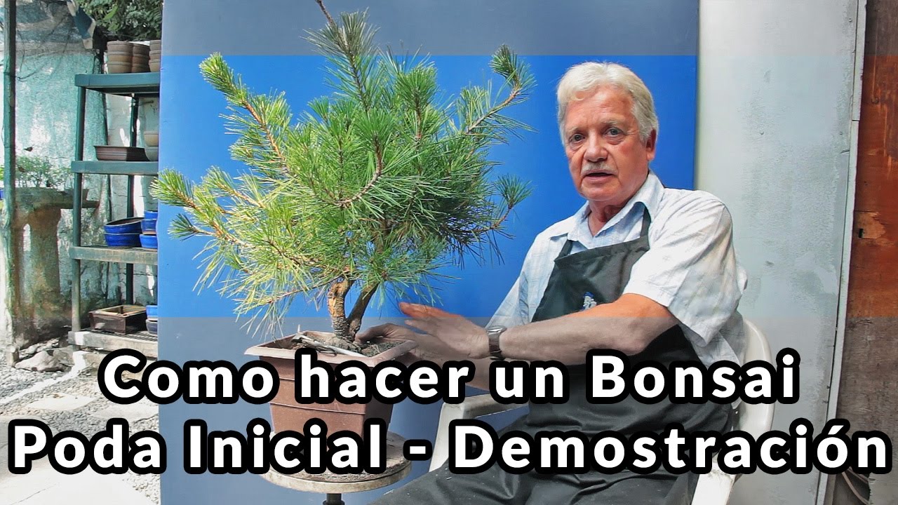 Como hacer un Bonsai: Poda Inicial en Pino Negro - Demostración
