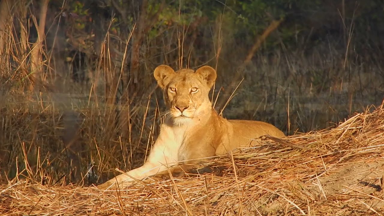 The Royal Kafue, Zambia