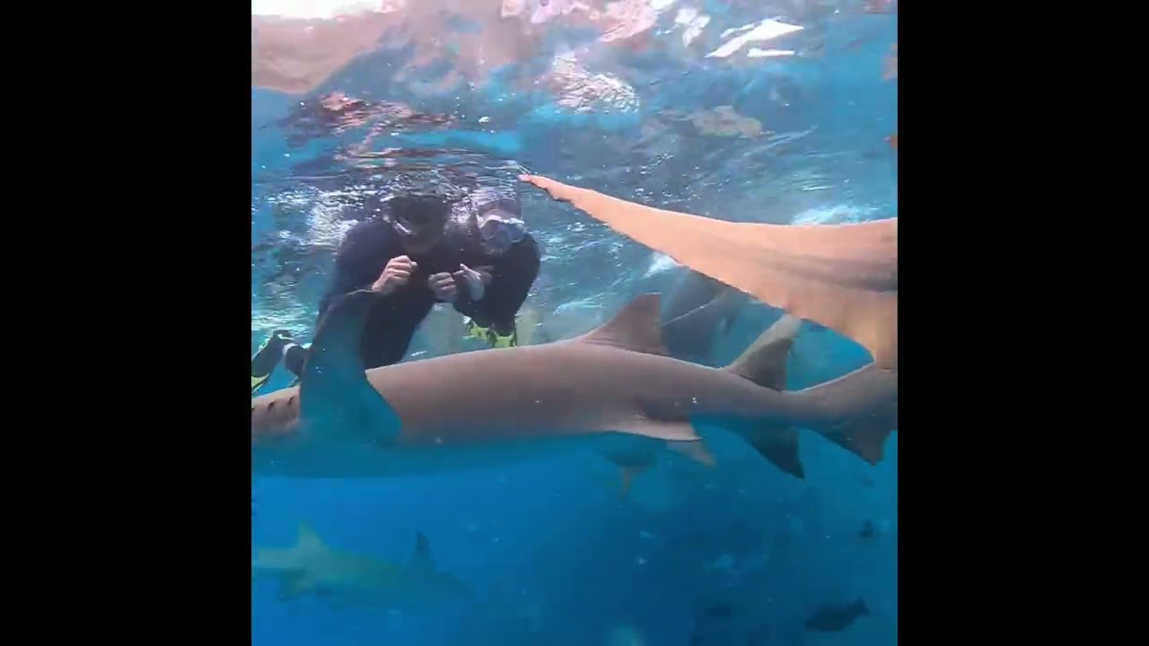 Snorkelen met nursesharks op de Malediven #sharks #maldives