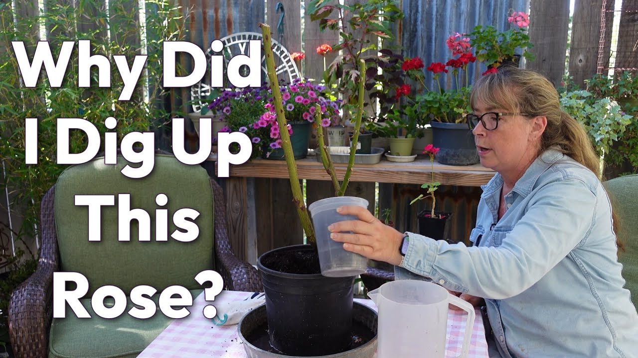 Planting Rainy Blue Rose - Digging Up Eden Rose and Potting